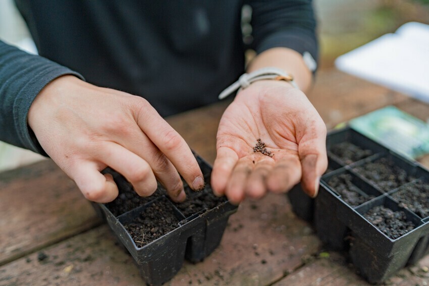 Planting seeds in a container