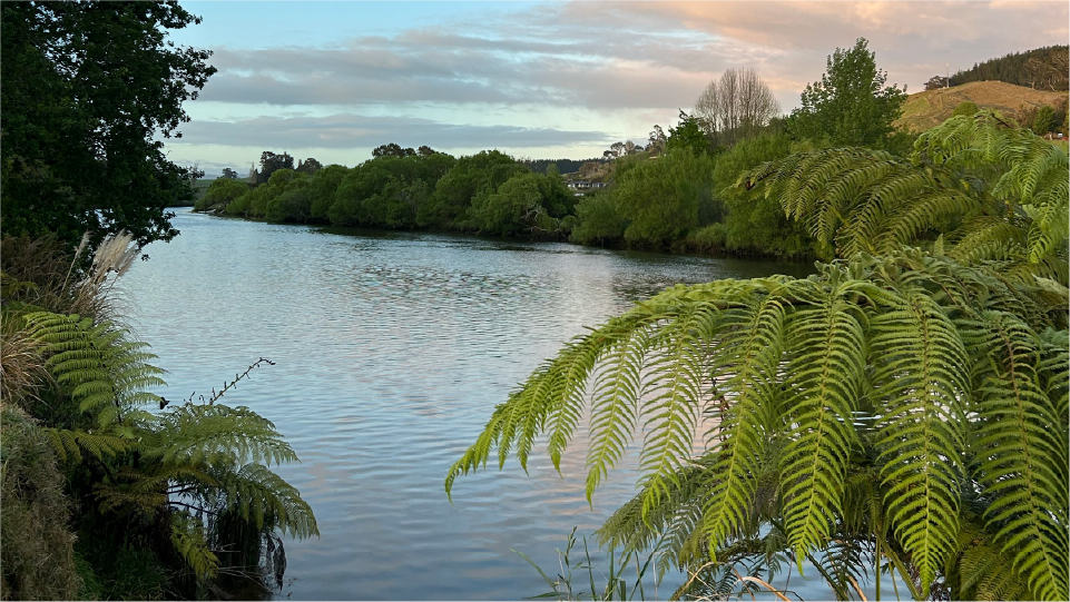 River and palm tree