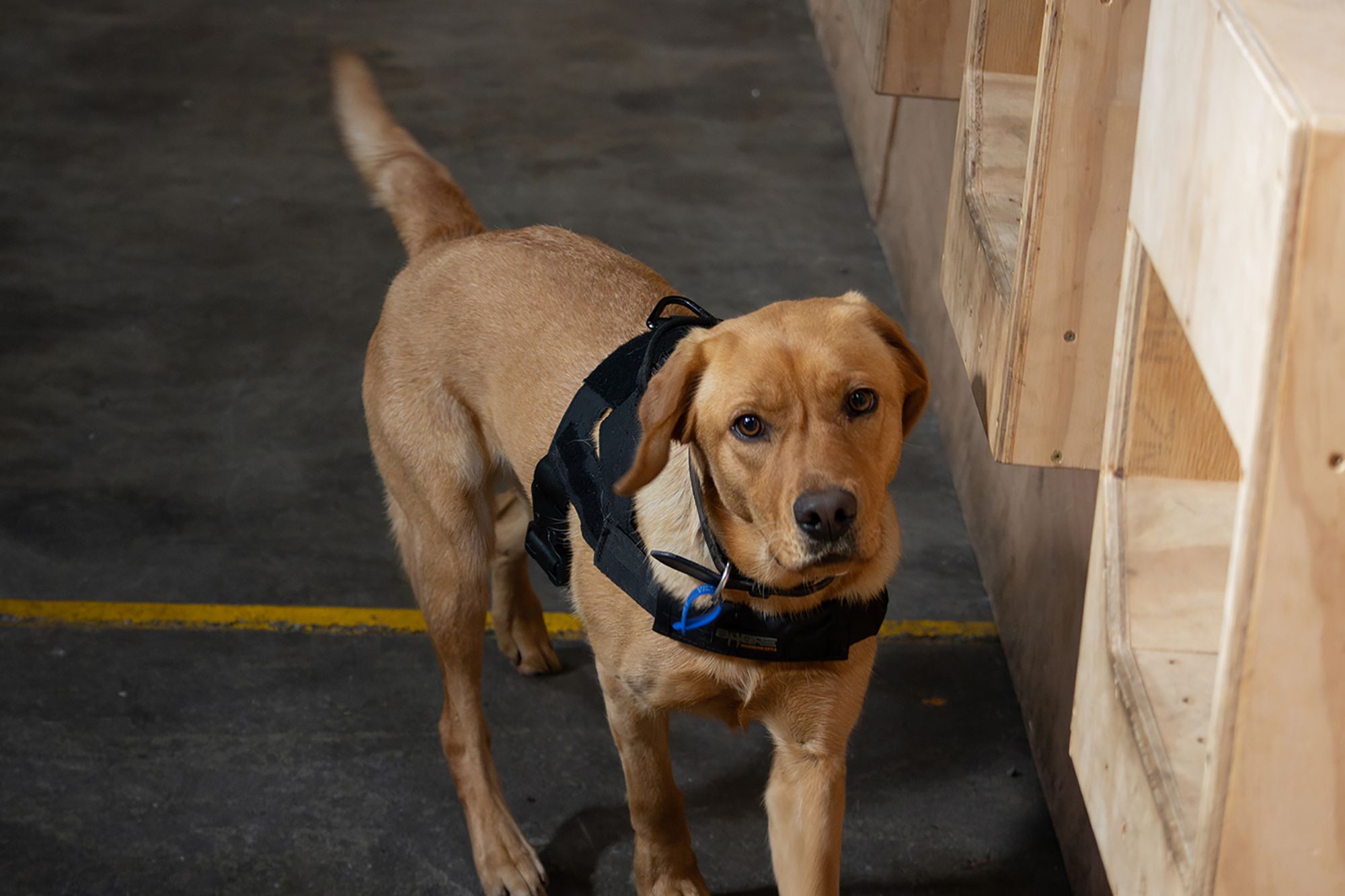 Ouzo, a NZ Police cash detecting dog
