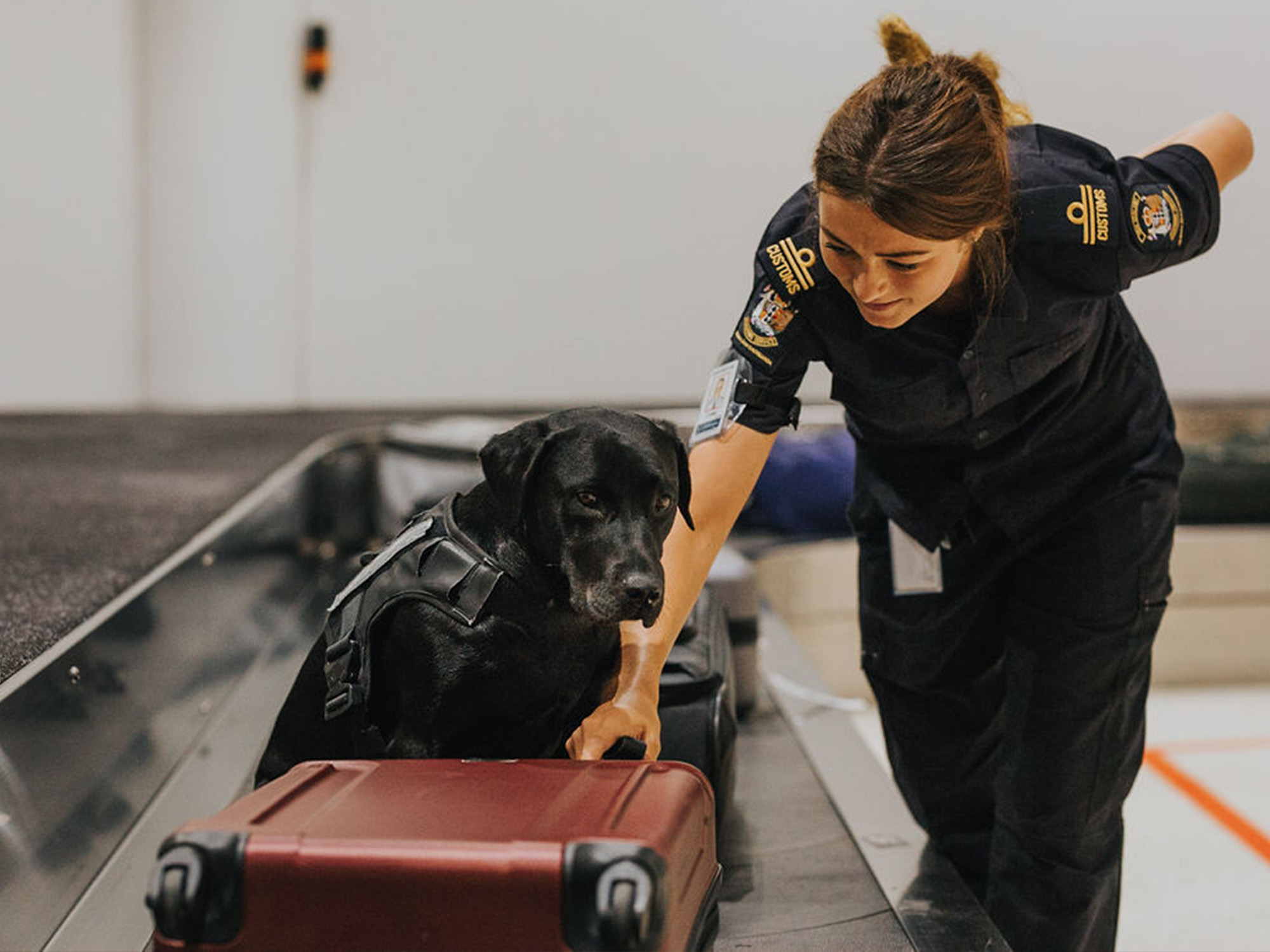 Willow, a NZ Customs detector dog