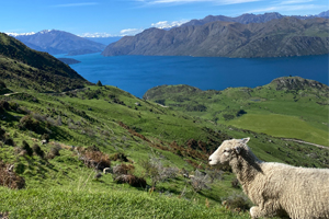 sheep overlooking a lake